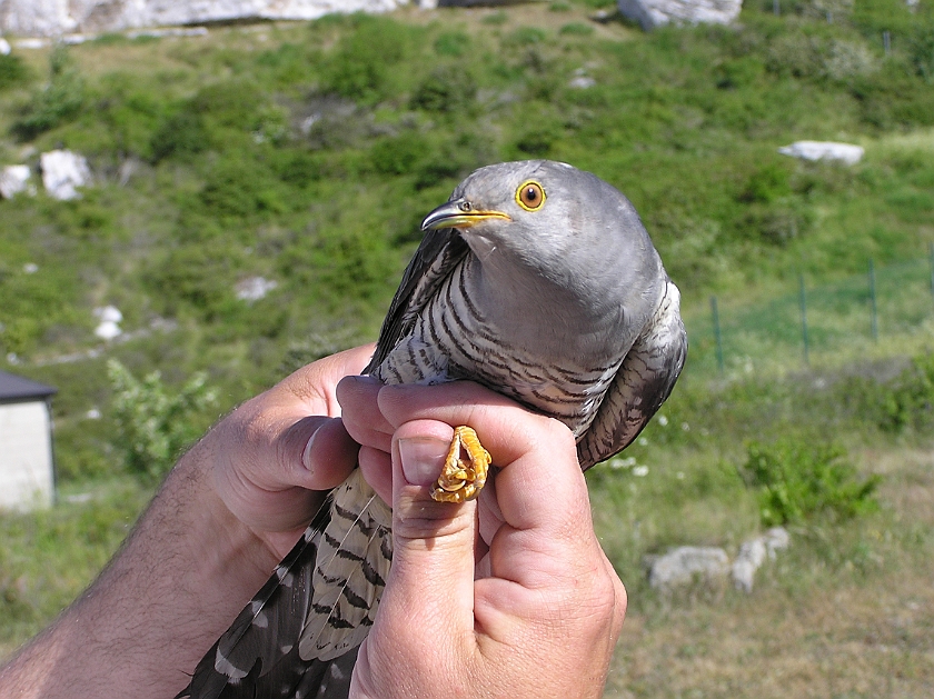 Common Cuckoo, Sundre 20080603